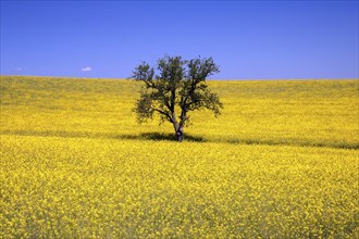 Tree in a yellow flowering rapeseed (Brassica napus) field, rapeseed, blue sky, Germany, Europe