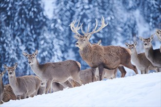 Red deer (Cervus elaphus) stag in a pack of hinds on a snowy meadow in the mountains in tirol,