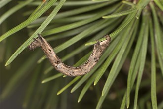 Caterpillar of the willow beauty (Peribatodes rhomboidaria), Valais, Switzerland, Europe