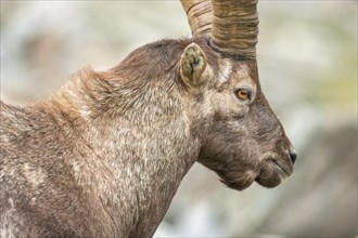 Ibex (capra ibex) in the rocky mountains of the Italian Alps. in the Gran Paradiso National Park.