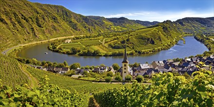 Moselle loop with vineyards and Saint Laurentius Church from the Bremmer Calmont via ferrata,