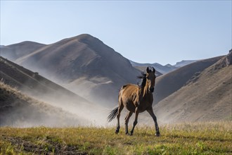 Horse galloping over a hill and raising dust, mountains behind, Kyrgyzstan, Asia