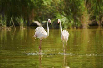 Greater Flamingos (Phoenicopterus roseus) walking in the water, Parc Naturel Regional de Camargue,