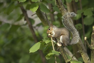 Grey squirrel (Sciurus carolinensis) adult animal feeding on a nut in a Hazel tree, Suffolk,