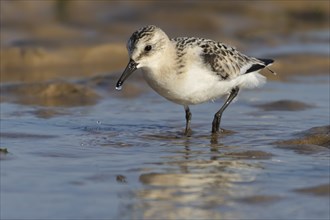 Sanderling (Calidris alba) adult bird on a beach, Norfolk, England, United Kingdom, Europe