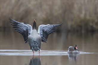 Greylag geese (Anser anser), Baden-Württemberg, Germany, Europe