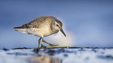 Knot, red knot (Calidris canutus) Transition from breeding to slack dress, snipe bird, foraging on