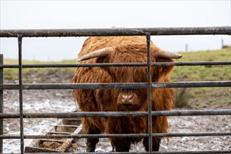 Highland Cattle, Isle of Skye, Scotland, Great Britain