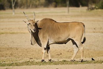 Common eland (Taurotragus oryx) standing in the dessert, captive, distribution Africa