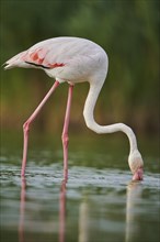 Greater Flamingo (Phoenicopterus roseus) walking in the water, Parc Naturel Regional de Camargue,