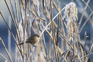 Bearded reedling (Panurus biarmicus) female foraging for reed seeds in frost-covered reed thickets