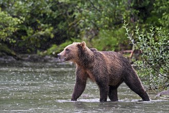 Brown bear (Ursus arctos) walking through the water, Lake Clark National Park, Alaska