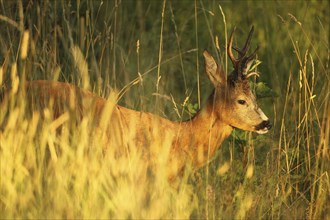 European roe deer (Capreolus capreolus) buck in evening light, Lower Austria, Austria, Europe