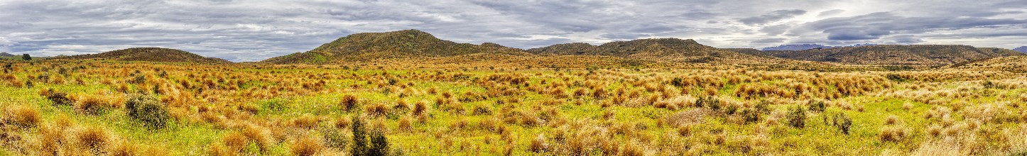 Red Tussock, Grassland, South Island, Otago, New Zealand, Oceania