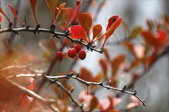 Barberry, autumn, Germany, Europe