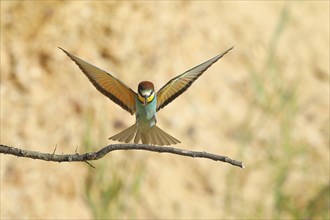 Bee-eater (Merops apiaster) with wings spread to land on a branch, Rhineland-Palatinate, Germany,