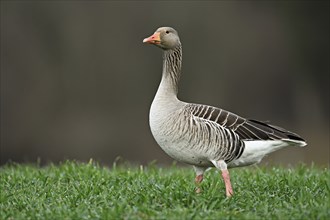 Greylag goose (Anser anser), standing in a meadow, Switzerland, Europe