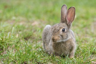 European rabbit (Oryctolagus cuniculus) crouching in the grass and looking to the left, rodent,