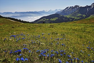 A field of flowering spring gentian (Gentiana verna), behind Schreckhorn, Eiger and Mönch, Canton