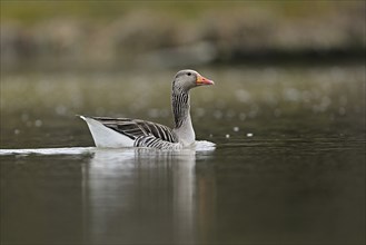 Greylag goose (Anser anser), swimming, Switzerland, Europe