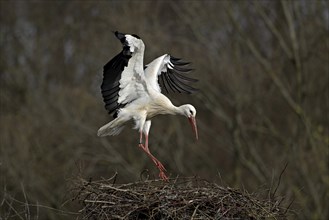 White stork (Ciconia ciconia), approaching its eyrie, Switzerland, Europe