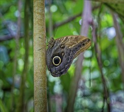 Banana butterfly, Caligo brasiliensis Family (Nymphalidae), Distribution South America