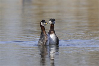 Red-necked grebe (Podiceps grisegena) (Podiceps griseigena) couple displaying during mating ritual