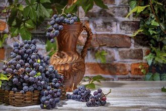 Blue burgundy grapes in and next to basket with wine jug in front of brick wall with leaves