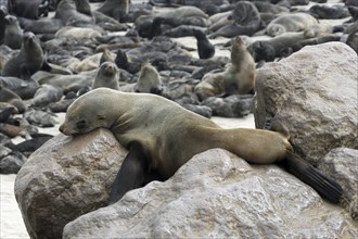 Brown fur seal (Arctocephalus pusillus pusillus) on rock in Cape fur seal colony, Cape Cross,