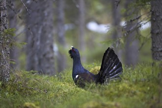 Western Capercaillie (Tetrao urogallus), Wood Grouse, Heather Cock calling during courtship display