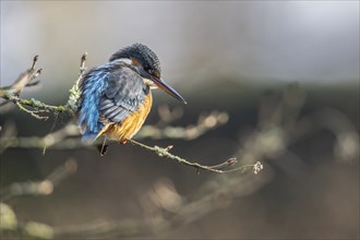 Common kingfisher (Alcedo atthis), Emsland, Lower Saxony, Germany, Europe