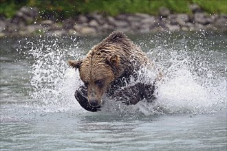 Brown bear (Ursus arctos) hunting for salmon in the water, Lake Clark National Park, Alaska