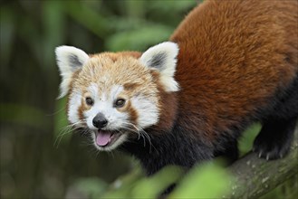 Red panda (Ailurus fulgens), captive, Switzerland, Europe