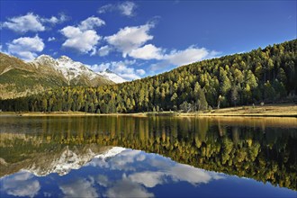 Autumn atmosphere with discoloured larches, Lake Staz, Lej da Staz, St. Moritz, Engadin, Canton