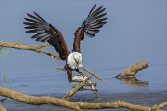 African Fish Eagle (Haliaeetus vocifer), Africa, Zambia, Zambia, hunting, prey, fish, Africa