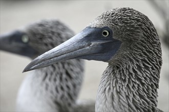 Blue-footed booby (Sula nebouxii excisa) close up portrait, Lobos island, Galapagos Islands,