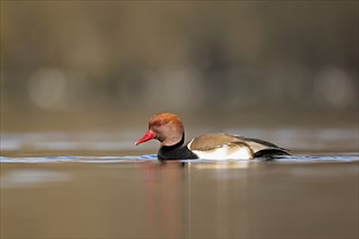 Red-crested pochard (Netta rufina), male swimming, Lake Zug, Switzerland, Europe