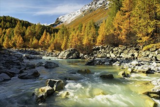 Autumn coloured larch forest (Larix), at the river Roseg, Val Roseg, Pontresina, Graubünden,