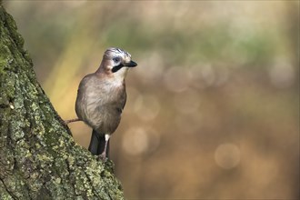 Eurasian jay (Garrulus glandarius), standing on a tree trunk, Hesse, Germany, Europe