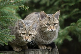 European wildcats (Felis silvestris), kittens sitting on a tree stump and looking attentively,