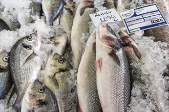 Sea bream (Sparus aurata), fish market, Mercado dos Lavradores market hall, Funchal, Madeira