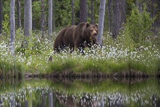 European brown bear (Ursus arctos), Europe, Scandinavia, Finland, Finland, Europe