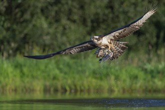 Western osprey (Pandion haliaetus) hunting with a trout, Aviemore, Scotland, Great Britain