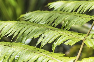 Bright green fern leaves in the jungle.Malaysia