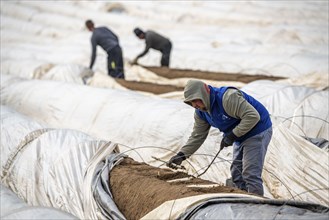 Asparagus harvest in the Rhineland, asparagus pickers at work in an asparagus field covered with