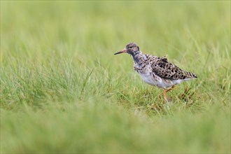 Ruff (Philomachus pugnax) male, Lower Saxony, Germany, Europe