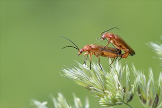 Common red soldier beetle (Rhagonycha fulva) two adult insects mating on a grass flower head,