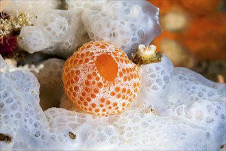 Sea squirt colony, Vis Island, Mediterranean Sea, Croatia, Europe