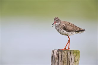 Common redshank (Tringa totanus), Lower Saxony, Germany, Europe