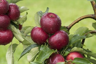 Apple (Malus domestica 'Gaia'), Bundessorteamt, testing centre Wurz, Germany, Europe